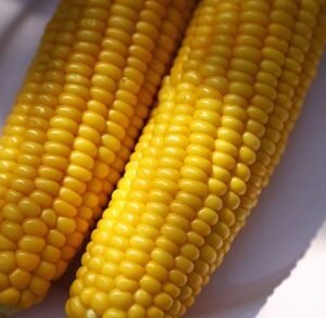 Sweet Corn